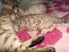 Stunning Female Snow Mink Bengal Kitten - Photo 6