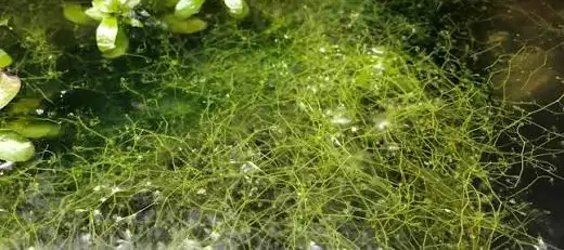 Carnivorous Aquarium Plant