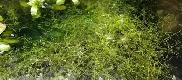 Carnivorous Aquarium Plant