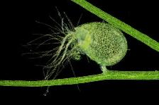 Carnivorous Aquarium Plant - Photo 2