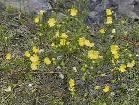 Carnivorous Aquarium Plant - Photo 3
