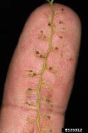 Carnivorous Aquarium Plant - Photo 4