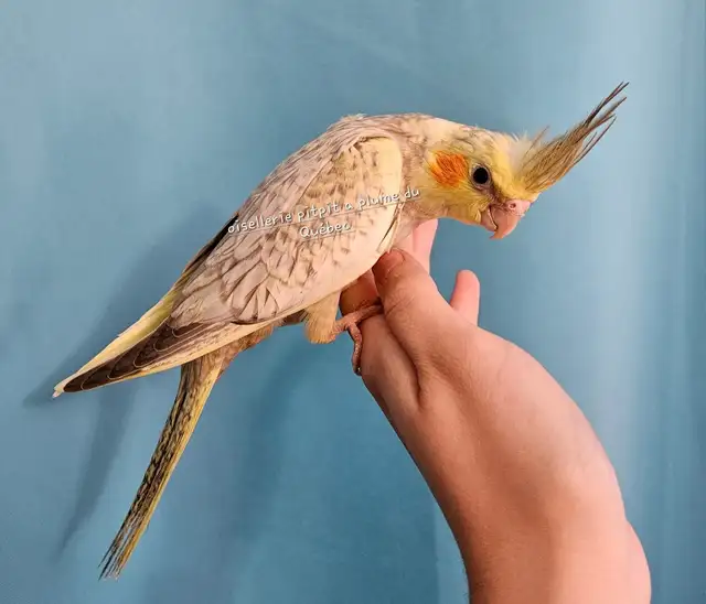 Bébé cockatiel