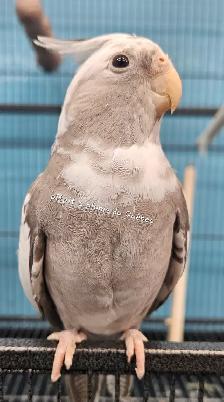 Bébé cockatiel - Photo 3