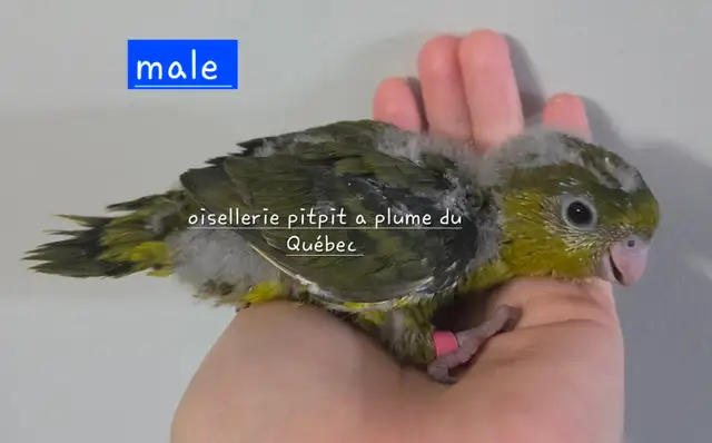 Bébé touis Catherine