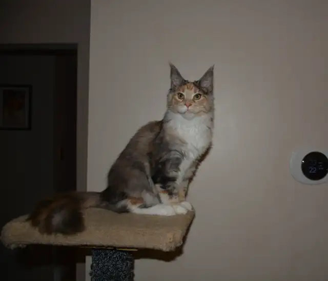 Maine Coon kittens, purebred