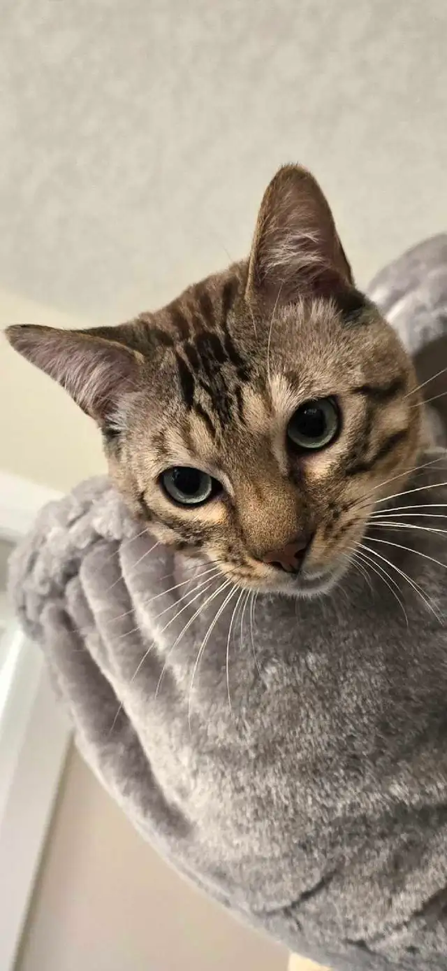 Snow Mink Bengal Male Kitten 11 Months Old