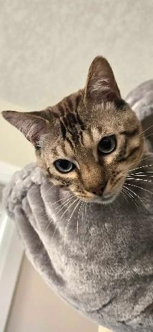 Snow Mink Bengal Male Kitten 11 Months Old