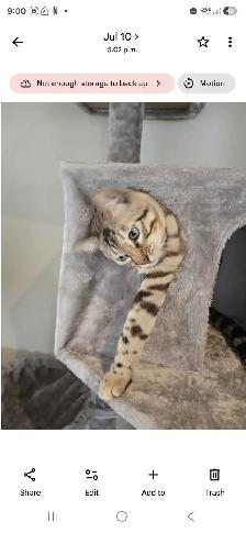 Snow Mink Bengal Male Kitten 11 Months Old - Photo 2