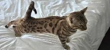 Snow Mink Bengal Male Kitten 11 Months Old - Photo 3