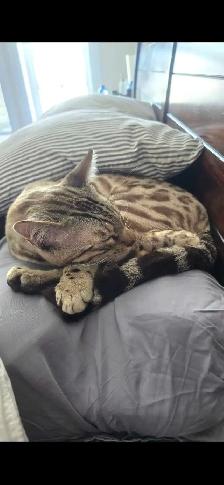 Snow Mink Bengal Male Kitten 11 Months Old - Photo 4