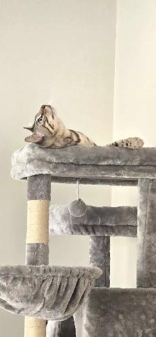 Snow Mink Bengal Male Kitten 11 Months Old - Photo 5