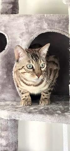 Snow Mink Bengal Male Kitten 11 Months Old - Photo 6