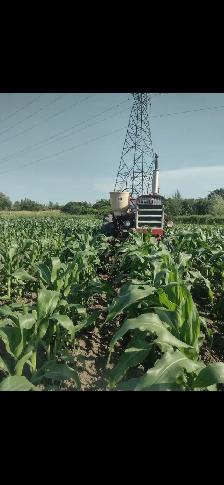 Sweet Corn getting ready
