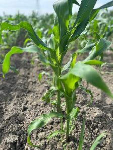 Sweet Corn getting ready - Photo 2