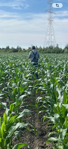 Sweet Corn getting ready - Photo 3