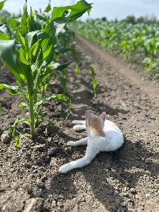 Sweet Corn getting ready - Photo 4