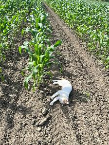 Sweet Corn getting ready - Photo 5