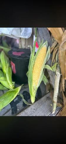 Sweet Corn getting ready - Photo 7
