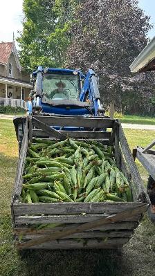 Sweet Corn getting ready - Photo 8