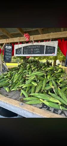 Sweet Corn getting ready - Photo 9