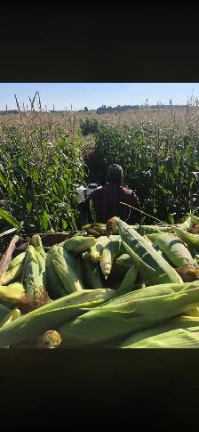 Sweet Corn getting ready - Photo 10