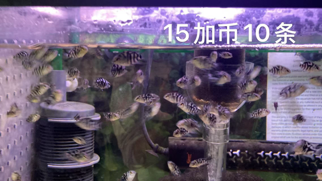 蓝色极光鹦鹉慈鲷 观赏鱼 Blue Aurora Parrot Cichlid, Ornamental Fish