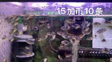 蓝色极光鹦鹉慈鲷 观赏鱼 Blue Aurora Parrot Cichlid, Ornamental Fish