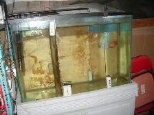 FOR SALE 45 GALLON AQUARIUM FRESH WATER SET UP $150