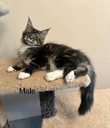 Polydactyl Maine Coon kittens - Photo 4