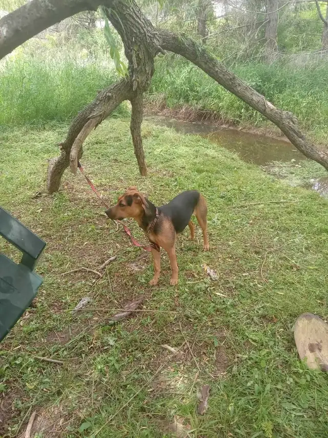free puppy