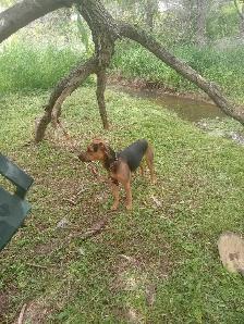 free puppy