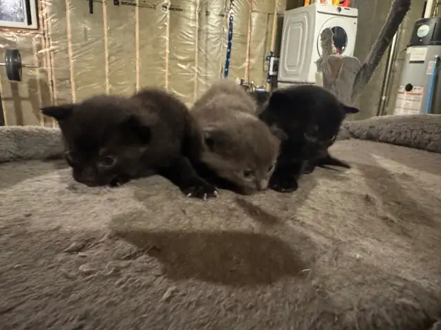 Black Russian Blues for Rehoming