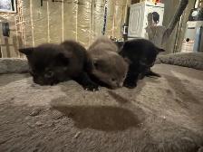 Black Russian Blues for Rehoming