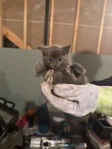 Black Russian Blues for Rehoming - Photo 4