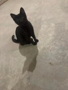 Black Russian Blues for Rehoming - Photo 7