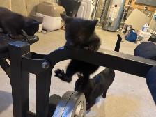 Black Russian Blues for Rehoming - Photo 9