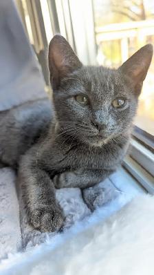 Black Russian Blues for Rehoming - Photo 10