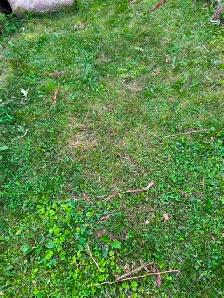 Specious 2-Bed Apartment with Large Backyard & Separate Entrance - Photo 7