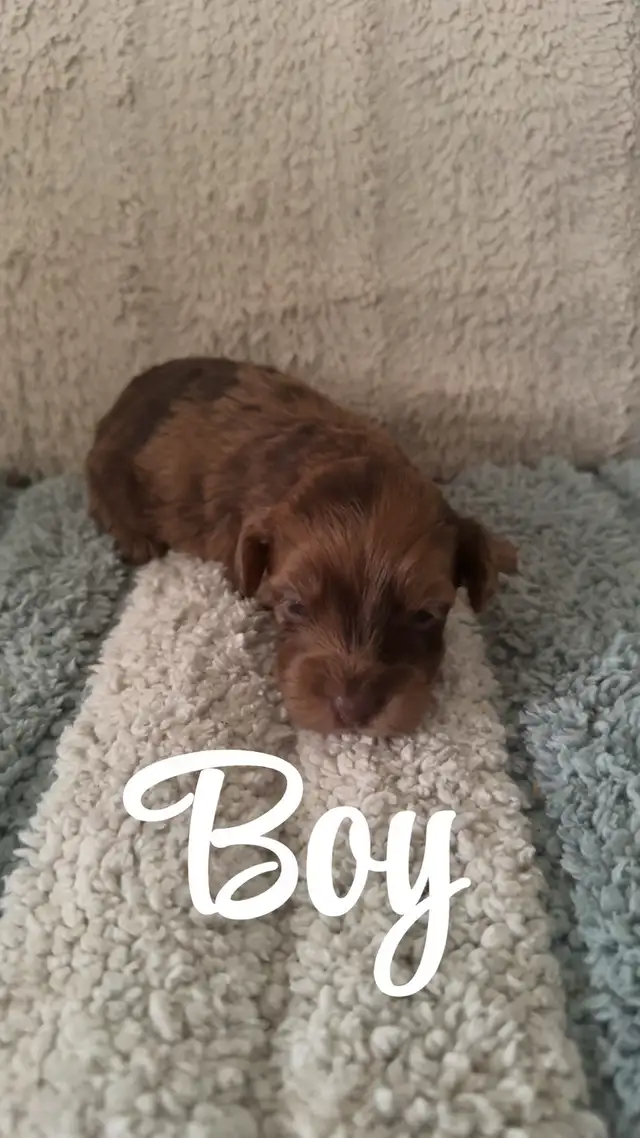 Adorable Havanese x Poodle Puppies! (Havapoo)