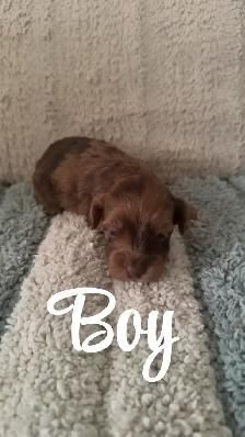 Adorable Havanese x Poodle Puppies! (Havapoo)