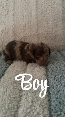 Adorable Havanese x Poodle Puppies! (Havapoo) - Photo 2