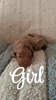 Adorable Havanese x Poodle Puppies! (Havapoo) - Photo 3