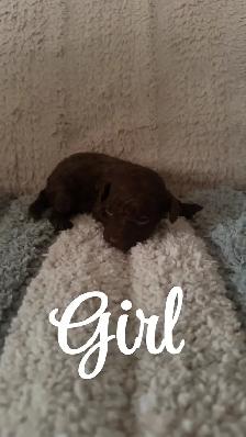 Adorable Havanese x Poodle Puppies! (Havapoo) - Photo 4