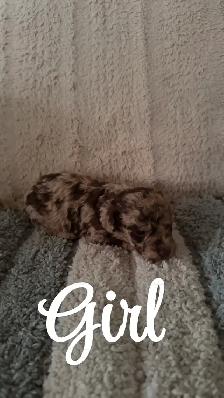 Adorable Havanese x Poodle Puppies! (Havapoo) - Photo 5