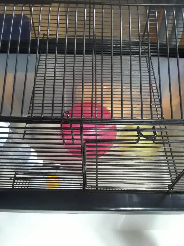 New hamster gage with accessory's buy for $50.00
