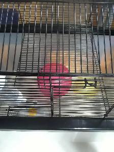 New hamster gage with accessory's buy for $50.00