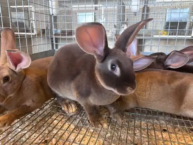 rabbits for sale