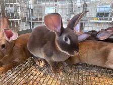 rabbits for sale