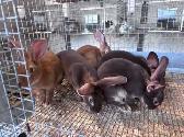 rabbits for sale - Photo 2